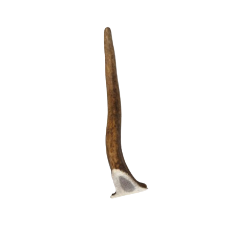 Antler Small