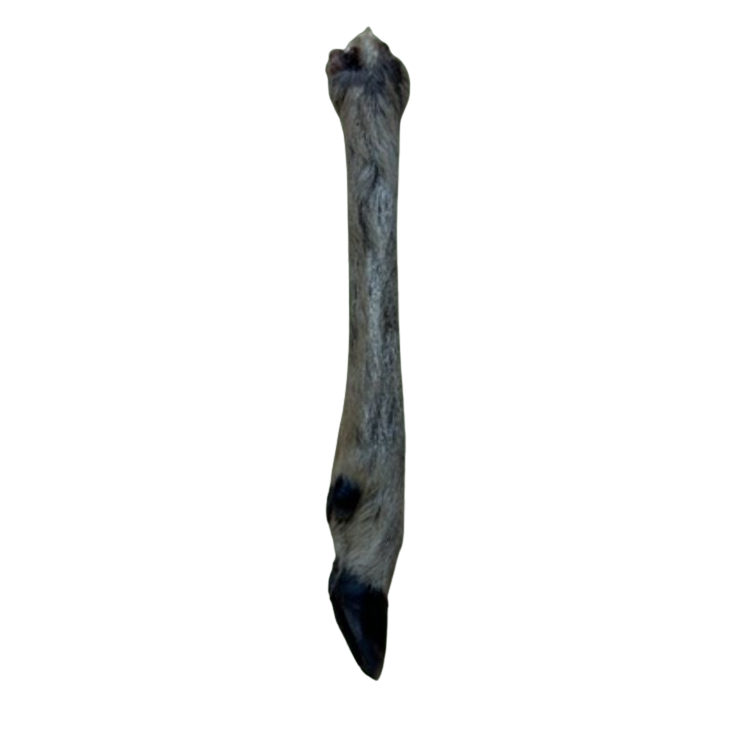 Hairy Roe Deer Leg