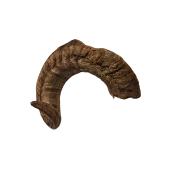Lamb Horn