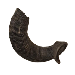 Lamb Horn