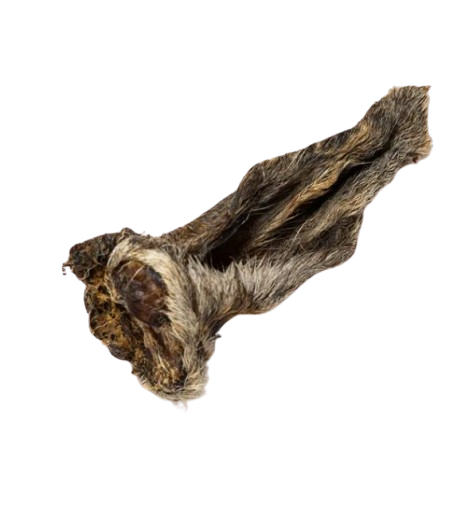Hairy Lamb Ear