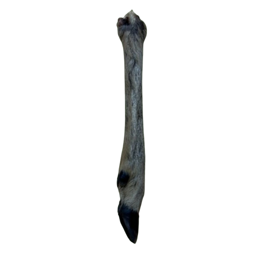 Hairy Roe Deer Leg
