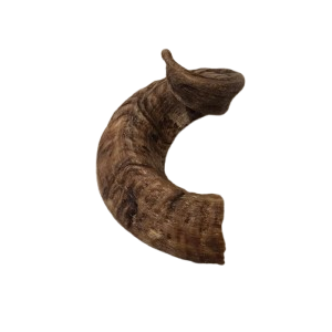 Lamb Horn