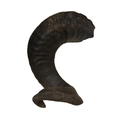 Mega Lamb Horn