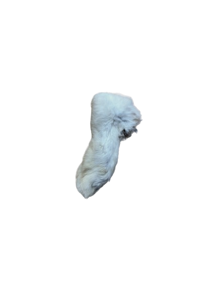 Rabbit Foot Front