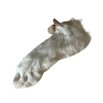 Rabbit foot rear